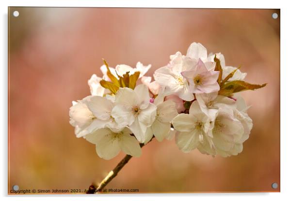 White Cherry Blossom  Acrylic by Simon Johnson