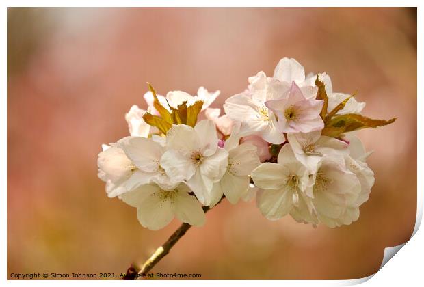 White Cherry Blossom  Print by Simon Johnson