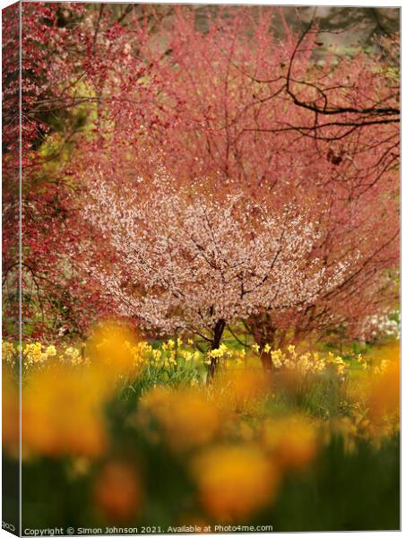 blossom and flowers Canvas Print by Simon Johnson