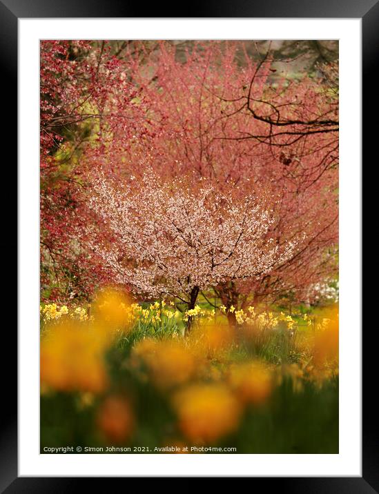 blossom and flowers Framed Mounted Print by Simon Johnson