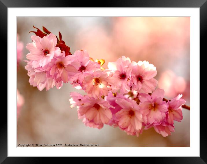 `Cherry Blossom Framed Mounted Print by Simon Johnson