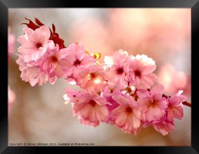 `Cherry Blossom Framed Print by Simon Johnson