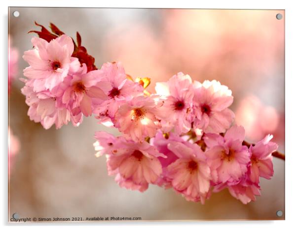 `Cherry Blossom Acrylic by Simon Johnson