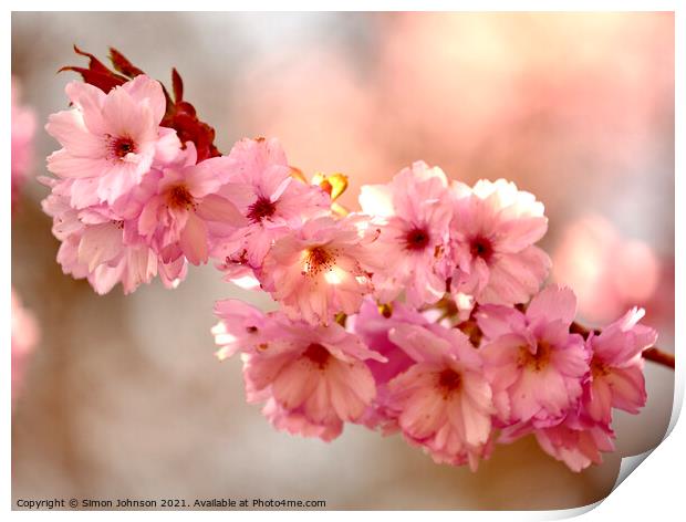 `Cherry Blossom Print by Simon Johnson