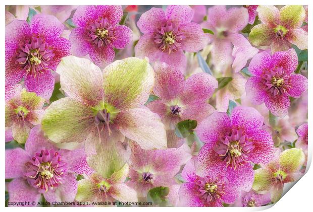 Hellebore Collage Print by Alison Chambers