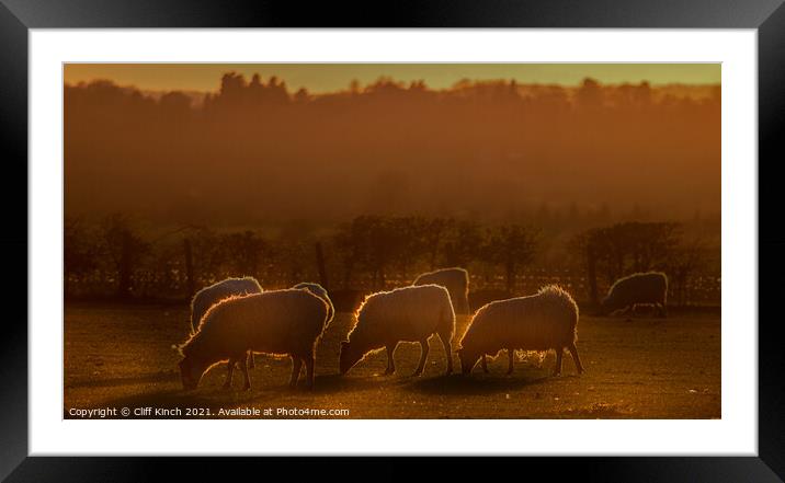 Sheep grazing in the evening  Framed Mounted Print by Cliff Kinch