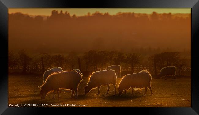 Sheep grazing in the evening  Framed Print by Cliff Kinch
