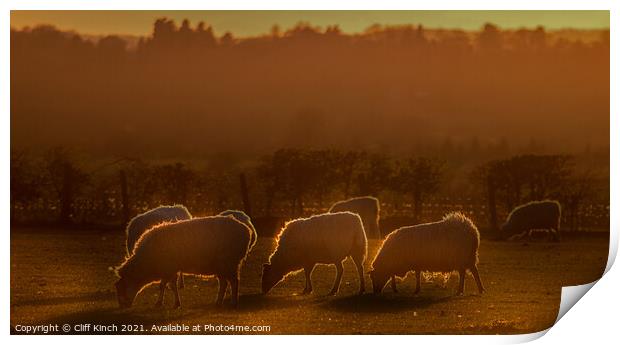 Sheep grazing in the evening  Print by Cliff Kinch