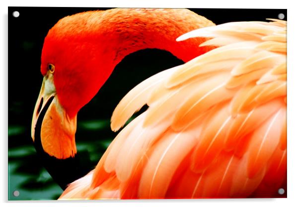 Flamingo Acrylic by Ian Jeffrey