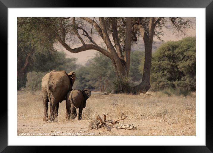 Desert Elephants in Namibia Framed Mounted Print by Dirk Rüter