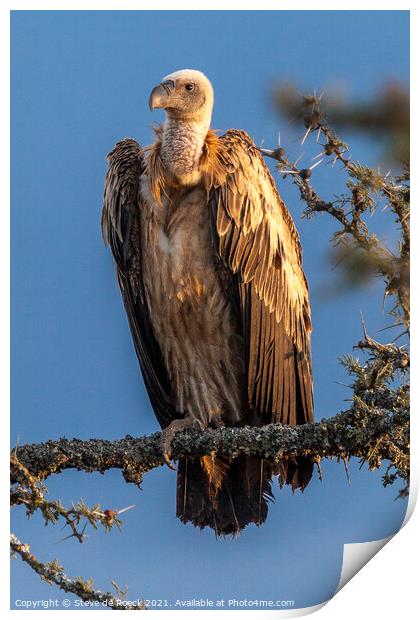 White-Headed Vulture; Trigonoceps occipitalis Print by Steve de Roeck