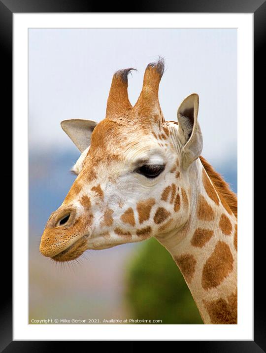 giraffe head shot  Framed Mounted Print by Mike Gorton