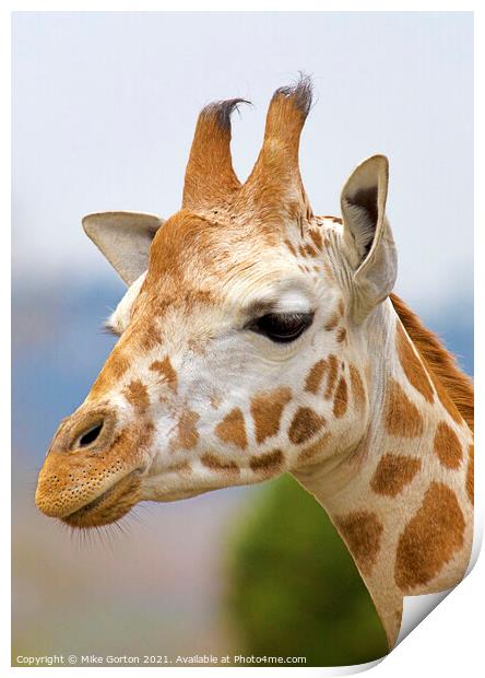 giraffe head shot  Print by Mike Gorton