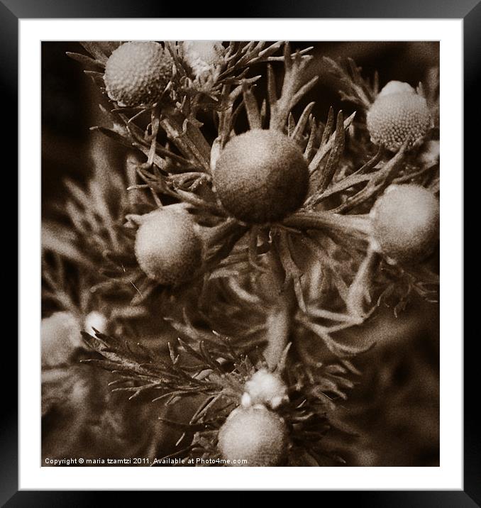 Coming soon... Framed Mounted Print by Maria Tzamtzi Photography