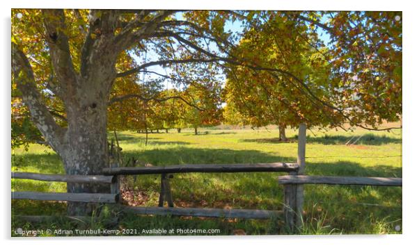 Autumnal scene near Winterton, Kwazulu Natal Acrylic by Adrian Turnbull-Kemp