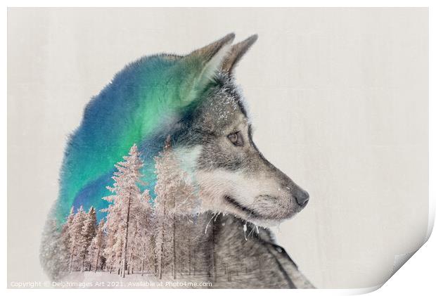 Double exposure husky dog and snowy landscape Print by Delphimages Art