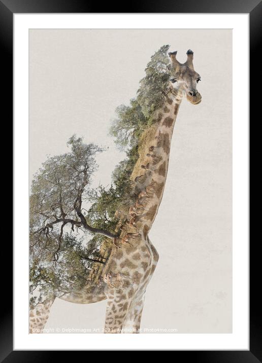 Double exposure giraffe and savannah landscape Framed Mounted Print by Delphimages Art