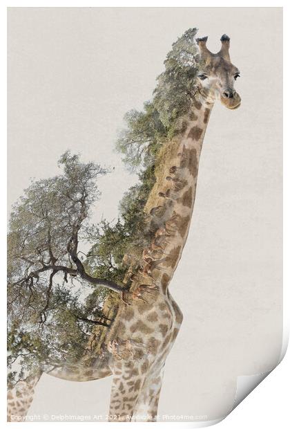 Double exposure giraffe and savannah landscape Print by Delphimages Art
