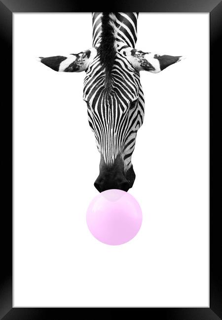 Bubble gum zebra, funny animal Framed Print by Delphimages Art