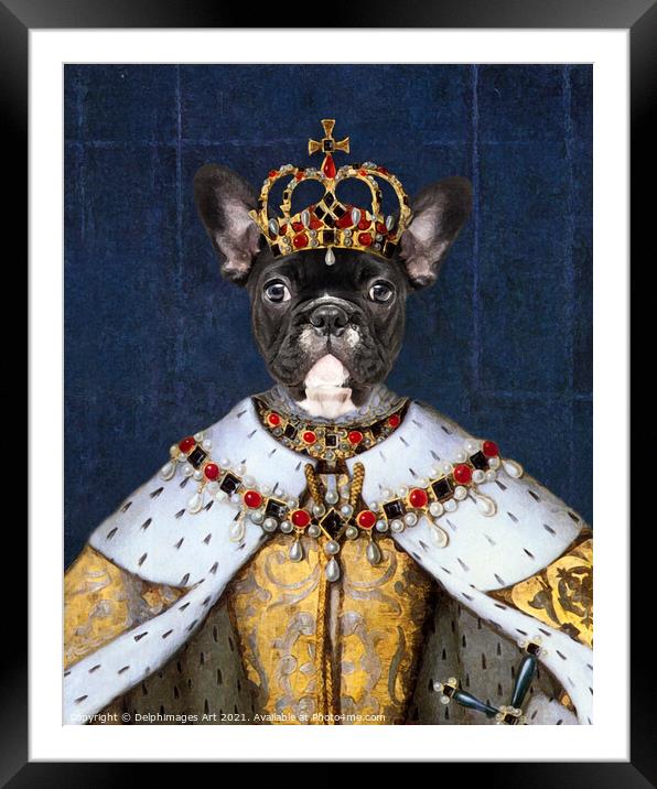 Queen Boston Terrier dog, royal pet portrait Framed Mounted Print by Delphimages Art
