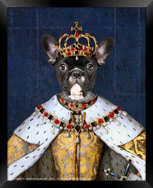 Queen Boston Terrier dog, royal pet portrait Framed Print by Delphimages Art