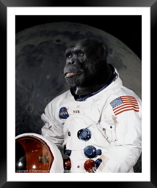 Astronaut chimp portrait Framed Mounted Print by Delphimages Art