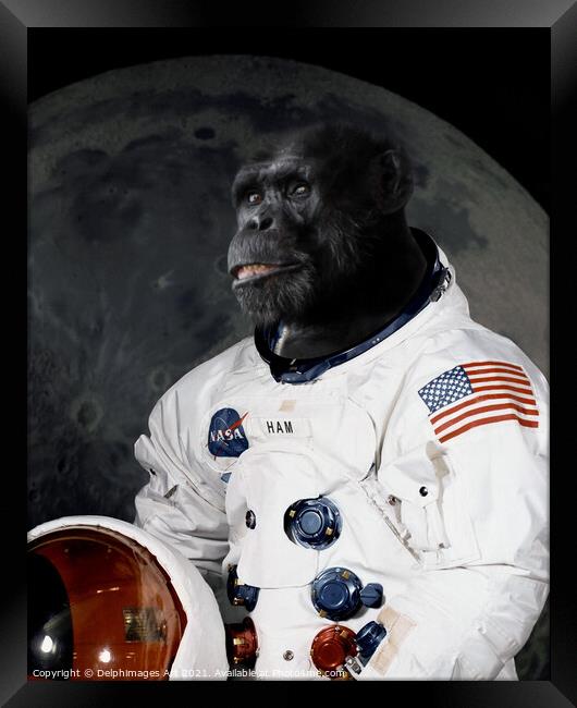 Astronaut chimp portrait Framed Print by Delphimages Art