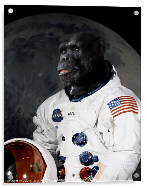 Astronaut chimp portrait Acrylic by Delphimages Art