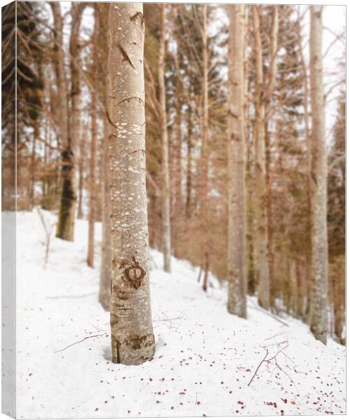 Snow in the woods Canvas Print by Paolo Cordoni
