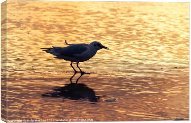 Gull on Beach at Sunrise Canvas Print by Philip Brookes