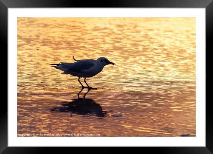 Gull on Beach at Sunrise Framed Mounted Print by Philip Brookes