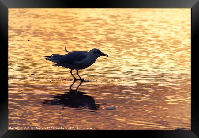 Gull on Beach at Sunrise Framed Print by Philip Brookes