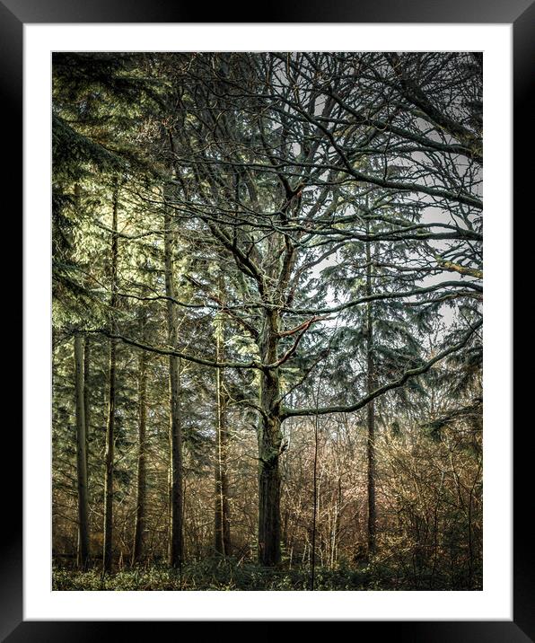A Tree Among Trees Framed Mounted Print by Mark Jones