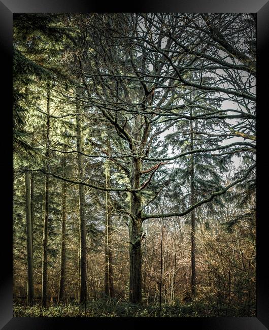 A Tree Among Trees Framed Print by Mark Jones