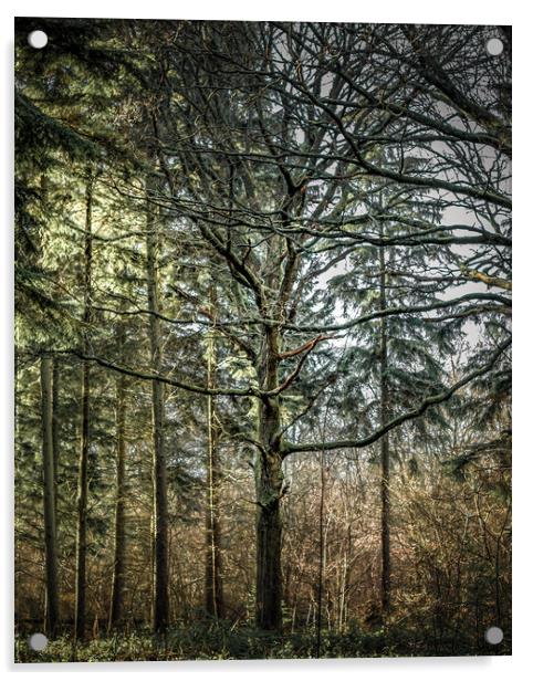 A Tree Among Trees Acrylic by Mark Jones