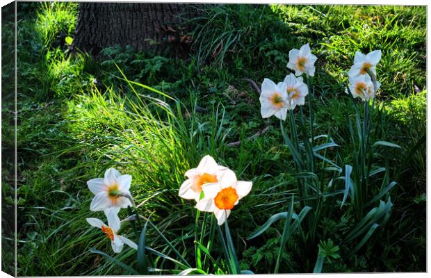 Spring Flowers in bright sunshine Canvas Print by Jim Jones