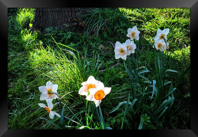 Spring Flowers in bright sunshine Framed Print by Jim Jones