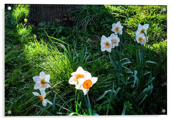 Spring Flowers in bright sunshine Acrylic by Jim Jones