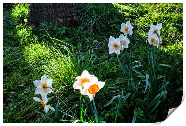 Spring Flowers in bright sunshine Print by Jim Jones