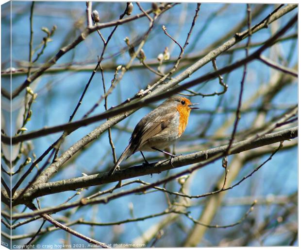 Robin in full sing Canvas Print by craig hopkins