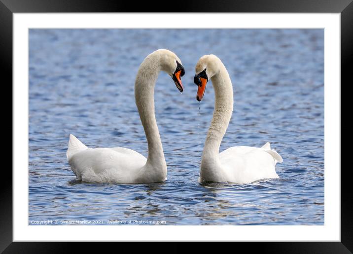 Swans Courting Framed Mounted Print by Simon Marlow