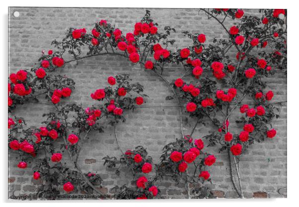 monochrome roses Acrylic by susanna mattioda