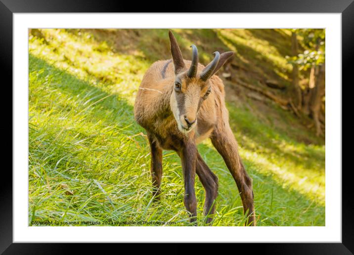 the piercing eyes of a chamois surprised while eating Framed Mounted Print by susanna mattioda