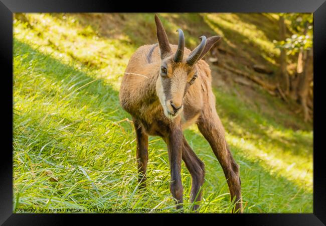 the piercing eyes of a chamois surprised while eating Framed Print by susanna mattioda