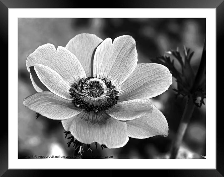 Anemone in Black and White Framed Mounted Print by Angela Cottingham