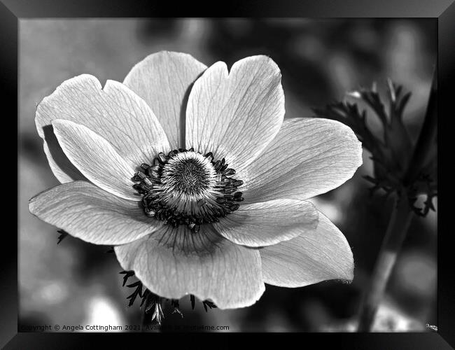 Anemone in Black and White Framed Print by Angela Cottingham