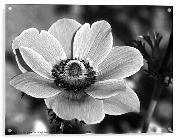 Anemone in Black and White Acrylic by Angela Cottingham