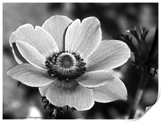 Anemone in Black and White Print by Angela Cottingham
