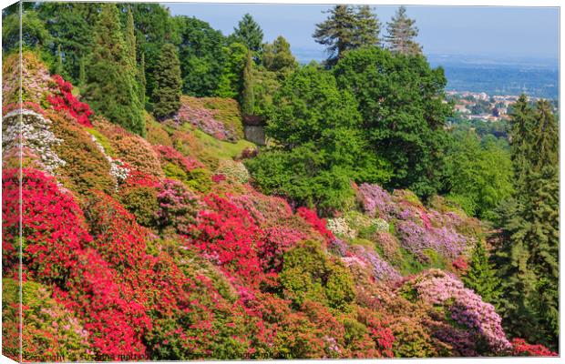 the valley of flowered rhodondendros in the  nature reserve of t Canvas Print by susanna mattioda