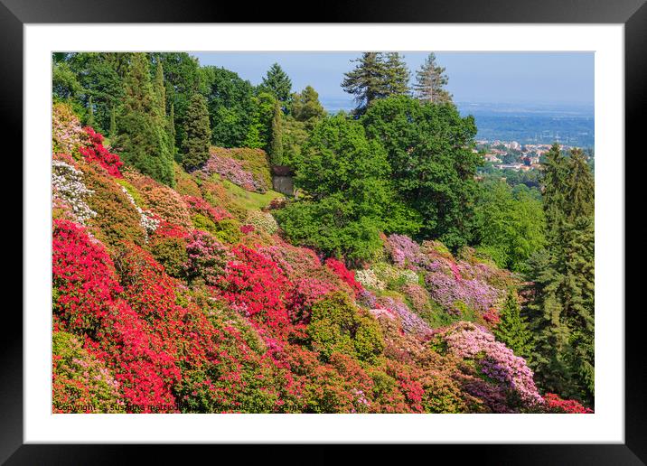 the valley of flowered rhodondendros in the  nature reserve of t Framed Mounted Print by susanna mattioda